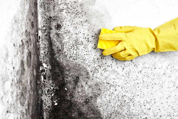Best Insurance-Related Mold Remediation in St Cloud, FL