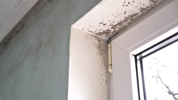 Best Emergency Mold Remediation in St Cloud, FL