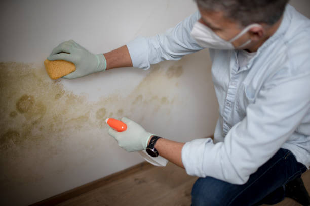 Best Post-Flood Mold Remediation in St Cloud, FL