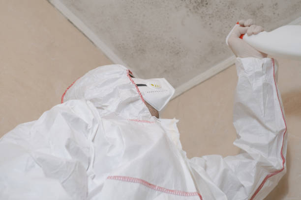 Best Post-Flood Mold Remediation in St Cloud, FL