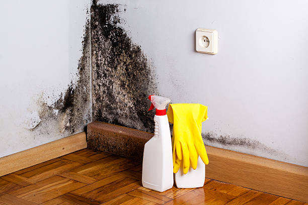 Best Residential Mold Remediation in St Cloud, FL